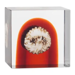 Iittala Cubo anual , 2026 Naranja
