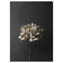 Paper Collective Lámina Still Life 04 Hydrangea, 30x40 cm Color doradoNegro Clearance