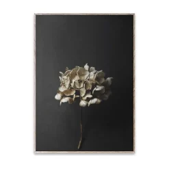 Paper Collective Lámina Still Life 04 Hydrangea, 30x40 cm Color doradoNegro Clearance