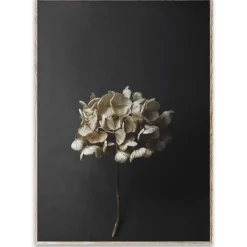 Paper Collective Lámina Still Life 04 Hydrangea, 50x70 cm Negro New