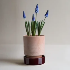 Bergs Potter Maceta Hoff, Ø16 cm, Raw Rosa-Deep Burgundy RosaPúrpura Hot