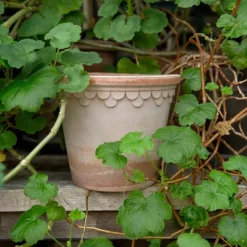 Bergs Potter Maceta Københavner Ø16 cm, Rosa Sale