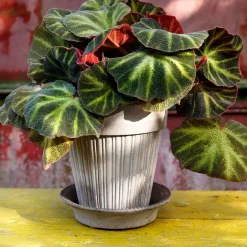 Bergs Potter Maceta Simona Ø18 cm, Gris Online