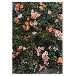 Fine Little Day Láminas Y Pósteres<Póster Rose, 70 x 100 cm Multi