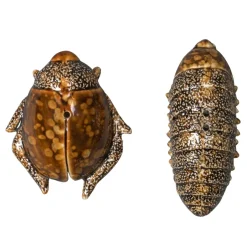 Byon Saleros Y Pimenteros<Salero y pimentero escarabajos, Marrón